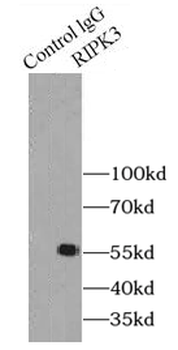 RIPK3 Rabbit Polyclonal Antibody