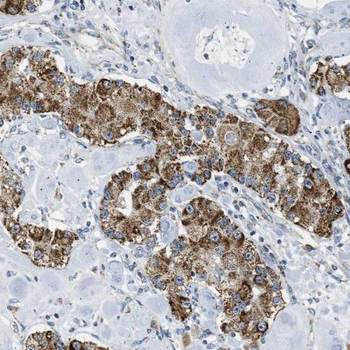 PEBP1 Rabbit Polyclonal Antibody