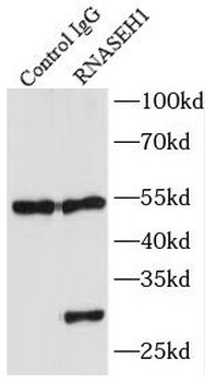 RNASEH1 Rabbit Polyclonal Antibody