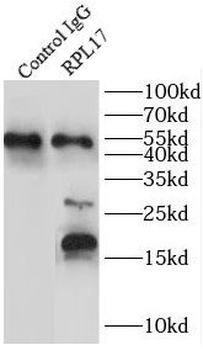 RPL17 Rabbit Polyclonal Antibody