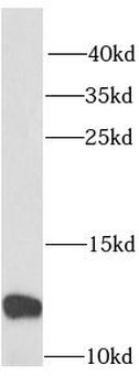 RPS27 Rabbit Polyclonal Antibody