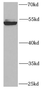 RUVBL2 Rabbit Polyclonal Antibody