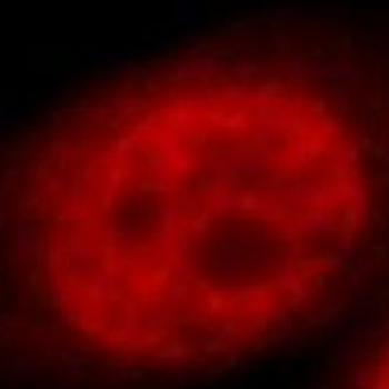 RXRA Rabbit Polyclonal Antibody
