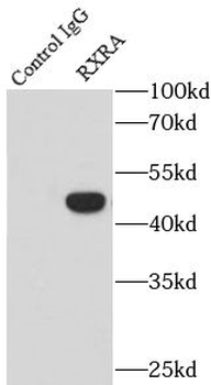 RXRA Rabbit Polyclonal Antibody