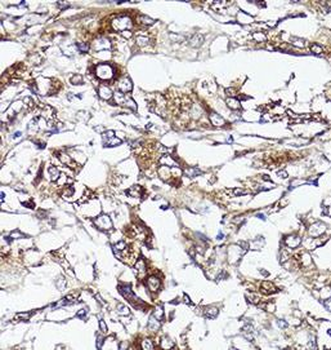 S100A10 Rabbit Polyclonal Antibody