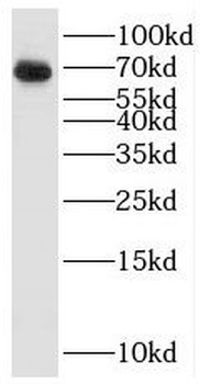 KHDRBS1 Rabbit Polyclonal Antibody