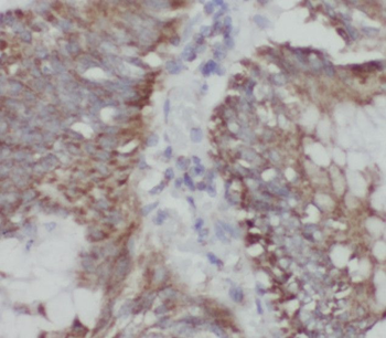 SEC11A Rabbit Polyclonal Antibody