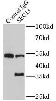 SEC13 Rabbit Polyclonal Antibody