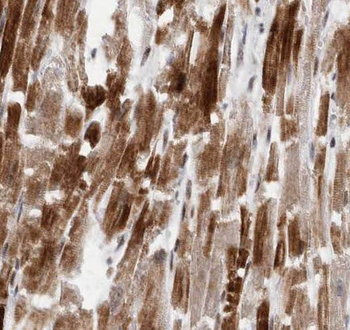 SEC23IP Rabbit Polyclonal Antibody