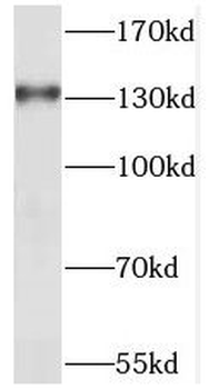 SEC31A Rabbit Polyclonal Antibody