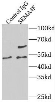 SEMA4F Rabbit Polyclonal Antibody