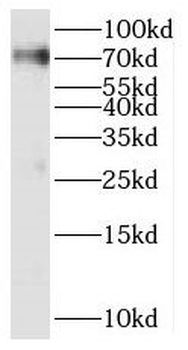 SERAC1 Rabbit Polyclonal Antibody