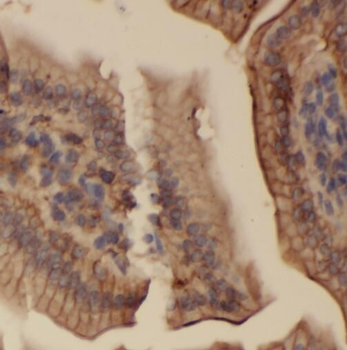 SERAC1 Rabbit Polyclonal Antibody