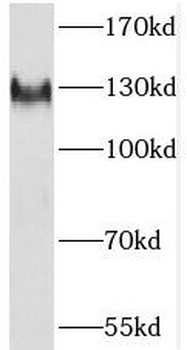 SF3A1 Rabbit Polyclonal Antibody
