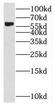SF3A3 Rabbit Polyclonal Antibody
