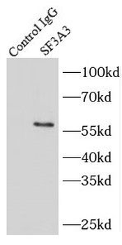 SF3A3 Rabbit Polyclonal Antibody