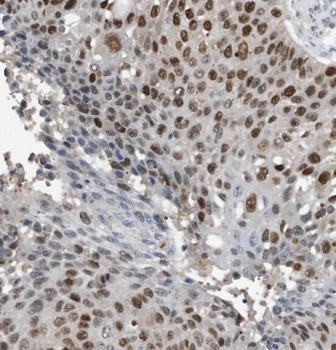 SF3A3 Rabbit Polyclonal Antibody