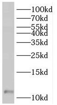 SF3B5 Rabbit Polyclonal Antibody