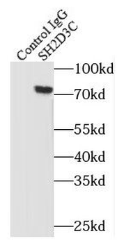 SH2D3C Rabbit Polyclonal Antibody