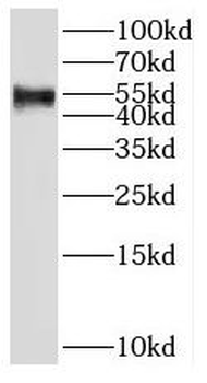 SH2D4A Rabbit Polyclonal Antibody
