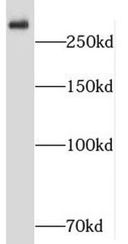 SHANK1 Rabbit Polyclonal Antibody