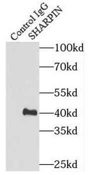 SHARPIN Rabbit Polyclonal Antibody