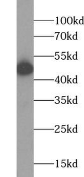 SIGLEC6 Rabbit Polyclonal Antibody