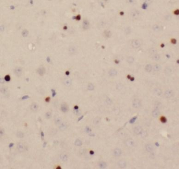 SIRT6 Rabbit Polyclonal Antibody