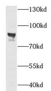 SLC20A1 Rabbit Polyclonal Antibody
