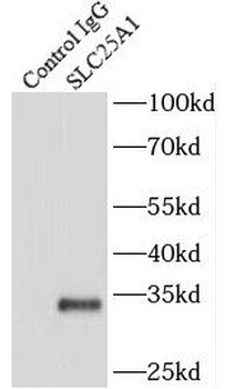SLC25A1 Rabbit Polyclonal Antibody