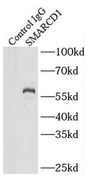 SMARCD1 Rabbit Polyclonal Antibody