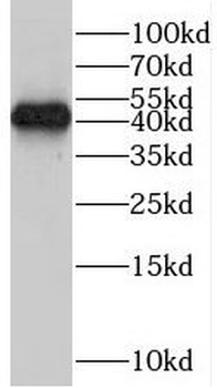 SMOX Rabbit Polyclonal Antibody