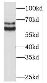 BAG4 Rabbit Polyclonal Antibody