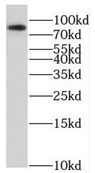 SOX13 Rabbit Polyclonal Antibody