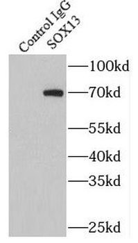 SOX13 Rabbit Polyclonal Antibody