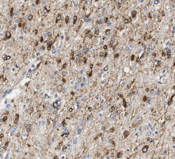 SPARCL1 Rabbit Polyclonal Antibody