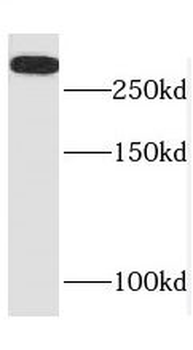 SPTBN2 Rabbit Polyclonal Antibody