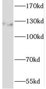 SREBF1 Rabbit Polyclonal Antibody