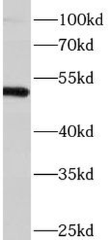 SRP54 Rabbit Polyclonal Antibody