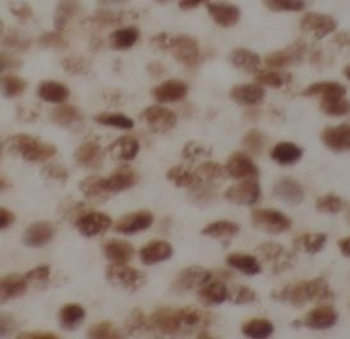 SRP54 Rabbit Polyclonal Antibody