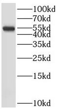 SRP54 Rabbit Polyclonal Antibody