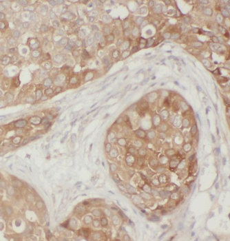 SRP54 Rabbit Polyclonal Antibody
