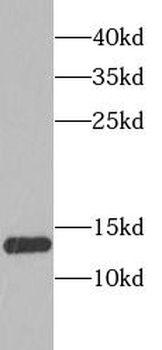 SSBP1 Rabbit Polyclonal Antibody