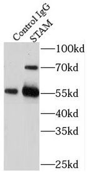 STAM Rabbit Polyclonal Antibody