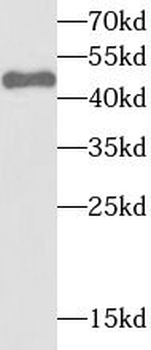 STAMBP Rabbit Polyclonal Antibody