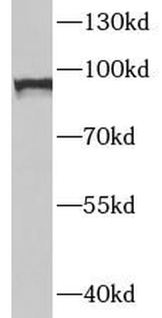 STAT1 Rabbit Polyclonal Antibody