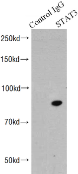 STAT3 Mouse Monoclonal Antibody