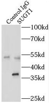 SUGT1 Rabbit Polyclonal Antibody