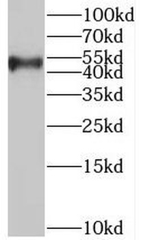 SYAP1 Rabbit Polyclonal Antibody