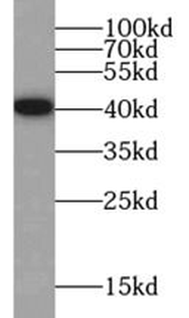 SYP Rabbit Polyclonal Antibody